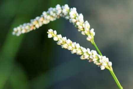 smartweed flowers in the wildの写真素材