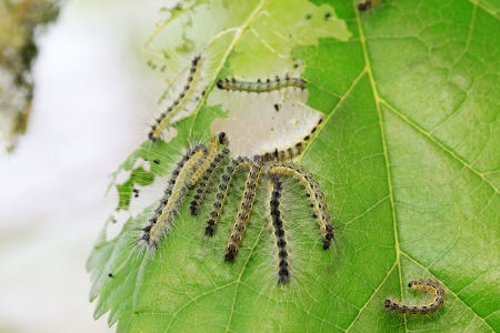 cute caterpillar on green leaf, closeup of photoの写真素材