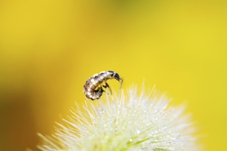 ladybug larvae on green plant in the wild, north china の写真素材