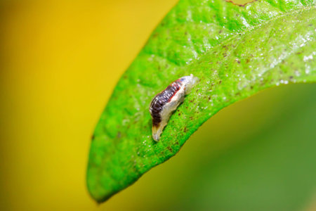 maggot on green leaf in the wild, closeup of photo
