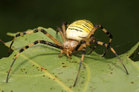 a spider insects perched on a spider web の写真素材