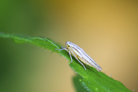a kind of homoptera insects leafhopper in the wildの写真素材