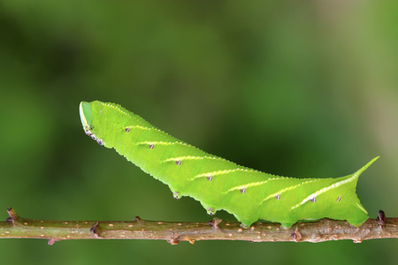 Bean hawkmoth on green leaf in the wildの写真素材