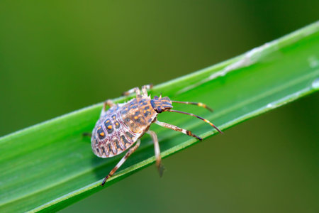 stinkbug on green leaf in the wild natural state 