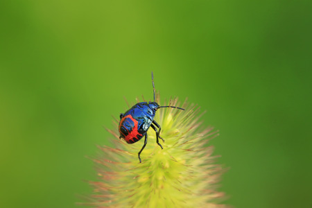 black stinkbug larvae on green leaf in the wild natural state.の写真素材