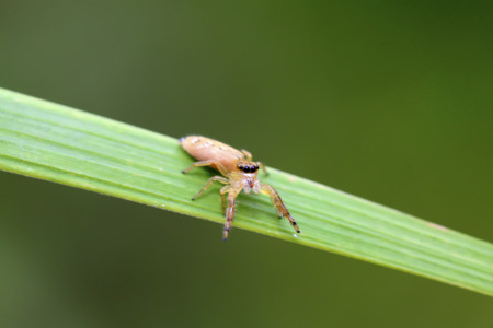 a kind of spider on green leaf in the wildの写真素材