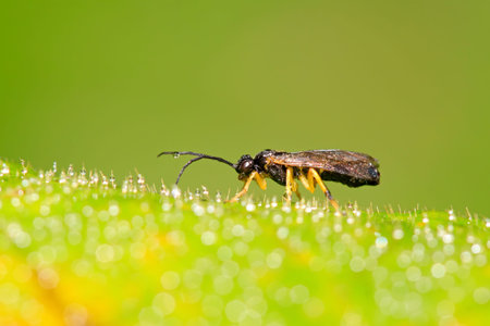 bee insects on the leaves, closeup of pictures