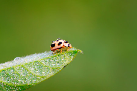 a kind of insects named ladybug on green plant in the wild