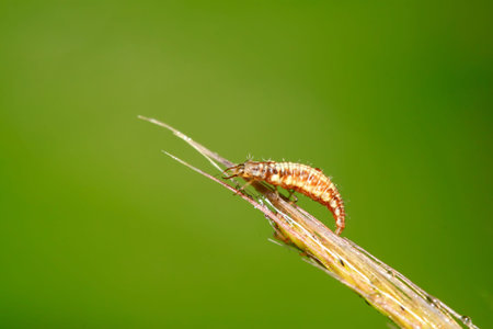 Big lacewing flies larvae - aphid lions on green leafの写真素材