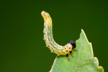 Sawfly larvae on green leaf in the wild