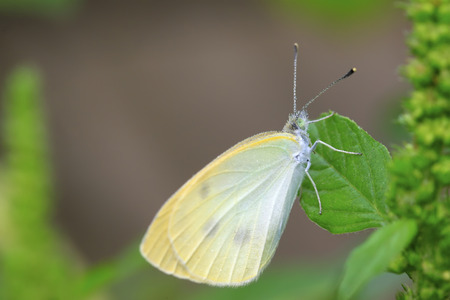 white crataegi on green leaf, closeup of shotの写真素材