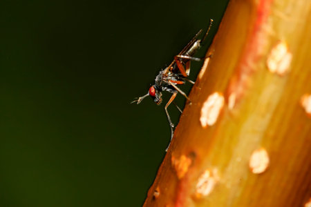 Flies insects on brown branches in the wild, closeup shot 