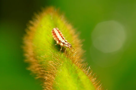 Big lacewing flies larvae - aphid lions on green leafの写真素材