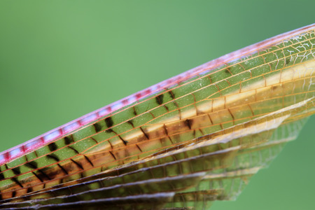 closeup of Mantis wings in the wildの写真素材