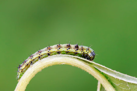 Moth insects on green leaf in the wild