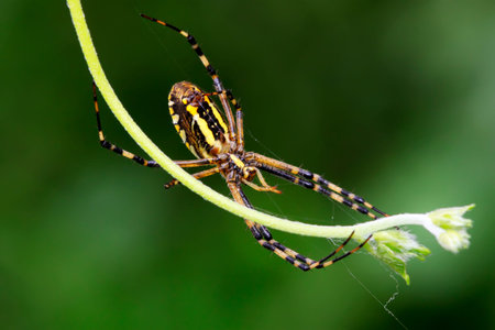 spider insects perched on a web 