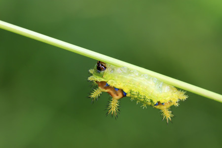 thorn moth larvae on a green leafの写真素材