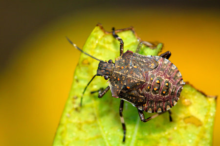 black stinkbug larvae on green leaf in the wild natural state.