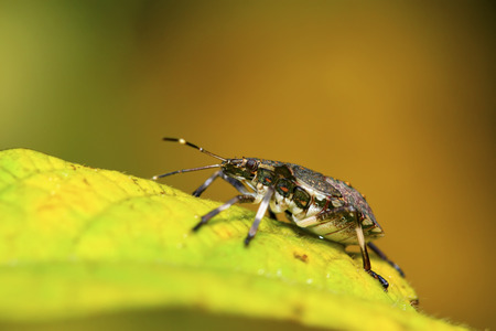 black stinkbug larvae on green leaf in the wild natural state.の写真素材