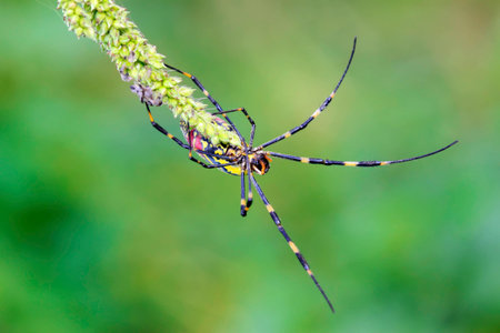 spiderfull of decorative pattern on plants, in the natural world 