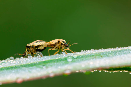 stinkbug mating on green leaf in the wild