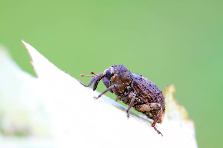 a kind of insect has a long nose on green leaf