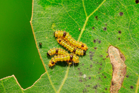 cute caterpillar on green leaf, closeup of photoの写真素材