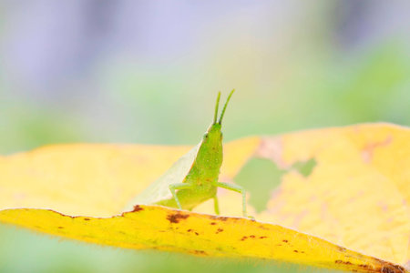 locust on yellow leaf in the wildの写真素材
