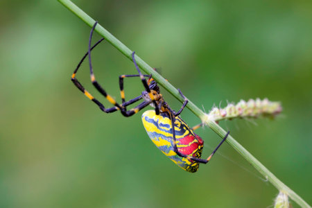 spiderfull of decorative pattern on plants, in the natural world の写真素材