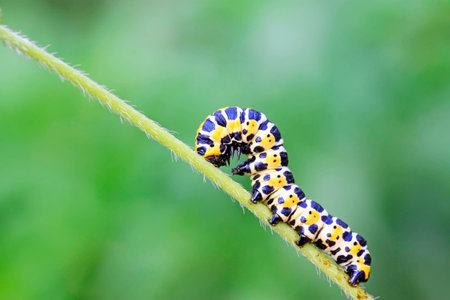 Lettuce winter moth on green leaf in the wild の写真素材