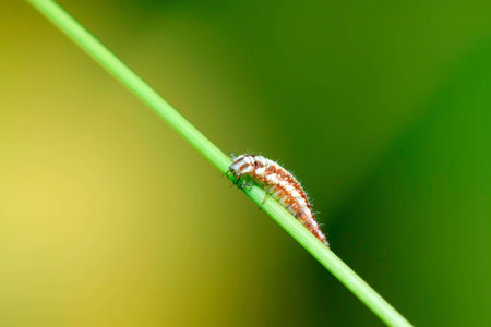 Big lacewing flies larvae - aphid lions on green leafの写真素材