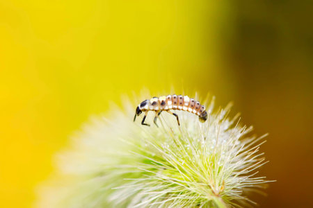 ladybug larvae on green plant in the wild, north china の写真素材