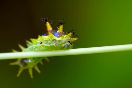 thorn moth larvae on a green leafの写真素材