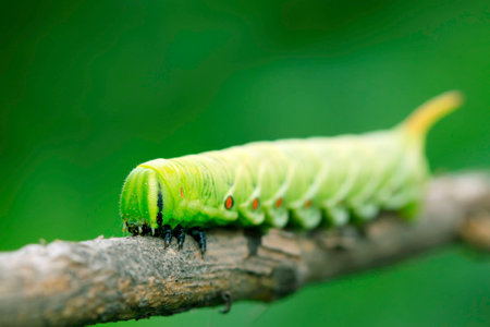 hawkmoth larvae on green leaf in the wild, north chinaの写真素材