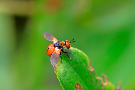 beautiful flies insects on the green leaves の写真素材