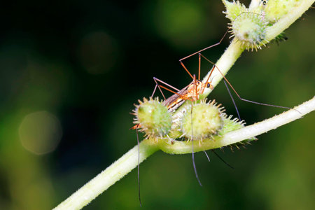 mosquitoes insects on green leaf in the wild