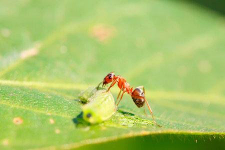 a kind of ants named mercerized brown forest ants, north chinaの写真素材