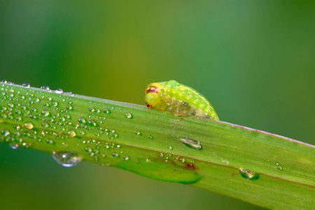 thorn moth larvae on a green leaf in the wildの写真素材