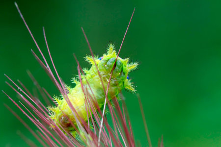 thorn moth larvae on a green leafの写真素材