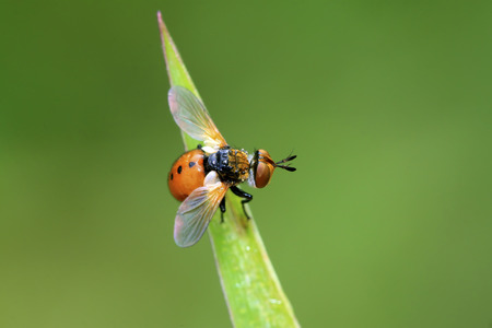 beautiful flies insects on the green leaves の写真素材
