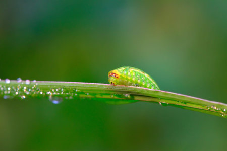 thorn moth larvae on a green leaf in the wild