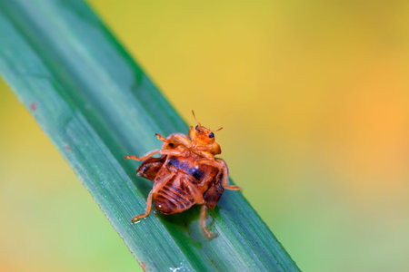 Ladybug on green leaf in the wild, north china 