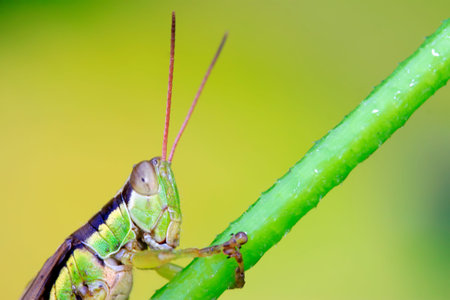 locusts on green leaf in the wild