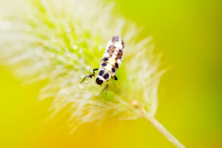 ladybug larvae on green plant in the wild, north china 