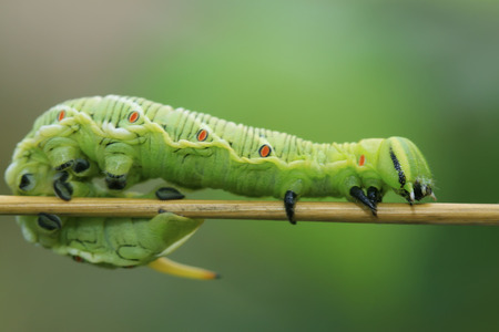 hawkmoth larvae on green leaf in the wild, north chinaの写真素材