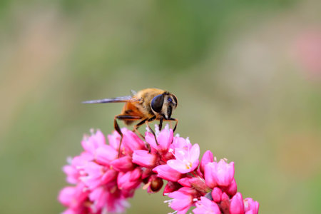 syrphidae insects on green leaf in the wild