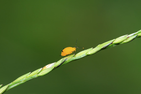 a kind of insects named aphidの写真素材