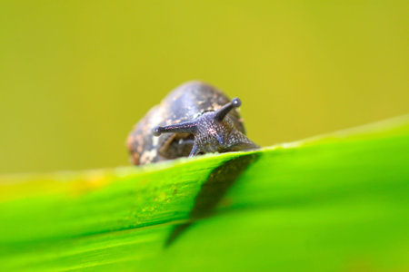 closeup of snail on green plant in the wild 