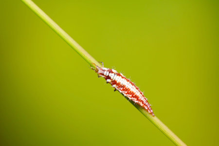 Big lacewing flies larvae - aphid lions on green leafの写真素材