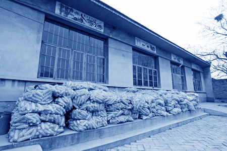 corns on the cob in farm yard, fucheng, hebei province, China. のeditorial素材